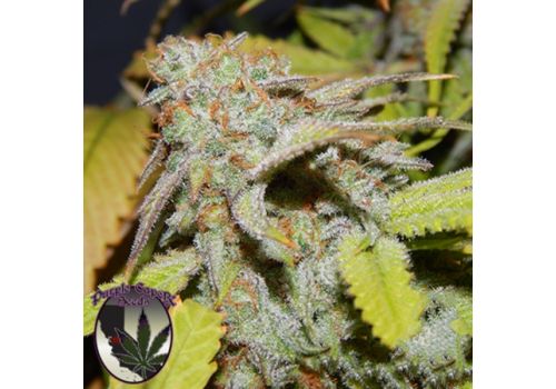 Purple Caper Seeds Cookies OG