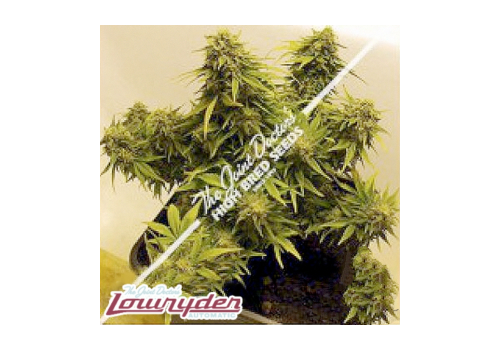 Lowryder Seeds JD's Auto Mix
