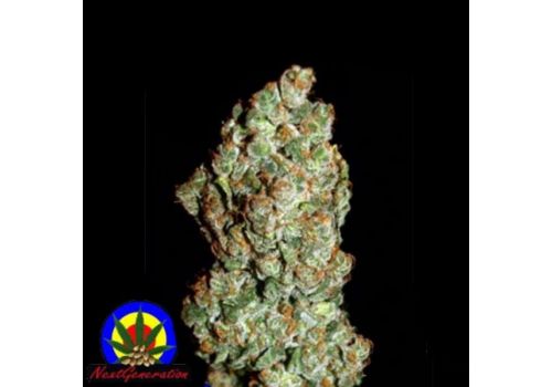 Next Generation Seeds BC Early Blueberry