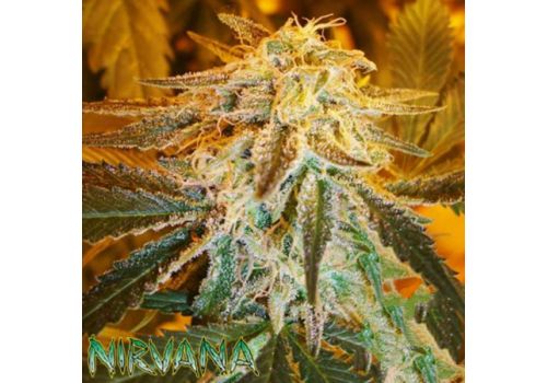 Nirvana Seeds AUTO Northern Lights