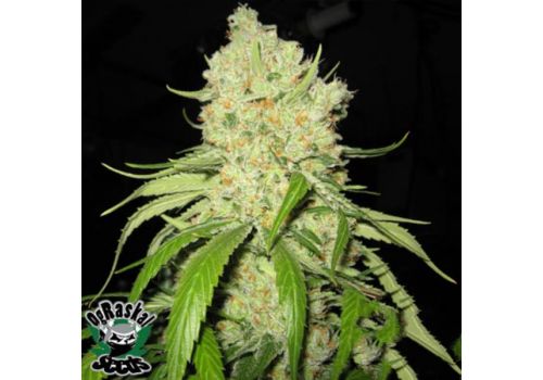 OG Raskal Seeds Fire Alien Strawberry