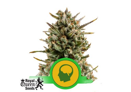 Royal Queen Seeds Amnesia Haze Automatic