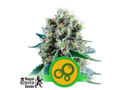 Royal Queen Seeds Bubble Kush Automatic