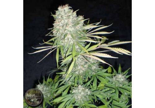 Seedism Seeds Diesel