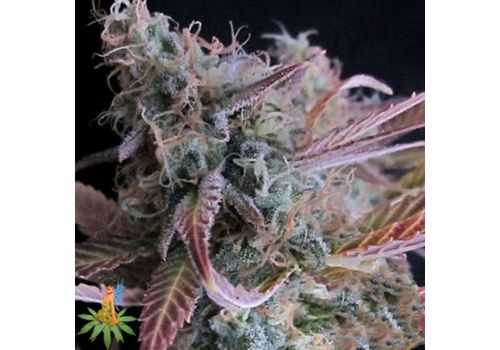 Sativa Seeds Raspberry Cough