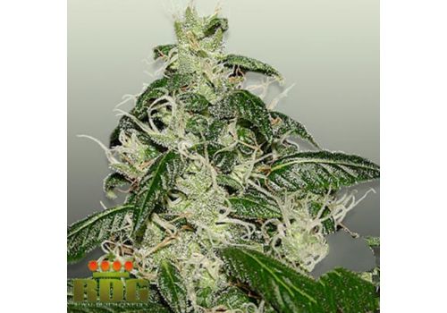 Royal Dutch Genetics L.A Cheese
