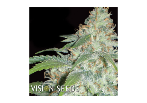 Vision Seeds Amnesia