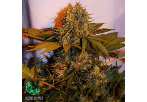 World of Seeds AUTO Collection Northern Lights x Big Bud Ryder