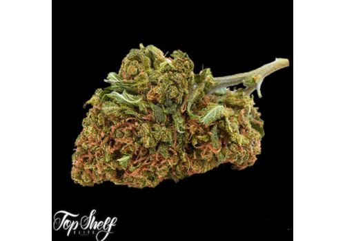 Top Shelf Elite Seeds AUTO San Francisco Sour Dough