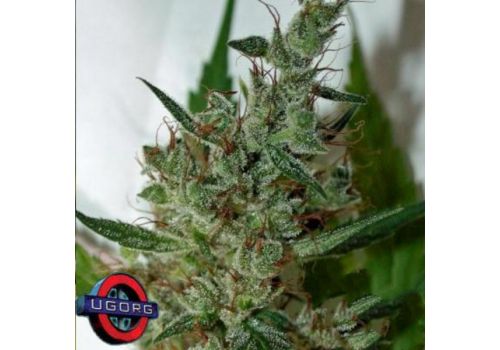 Underground Originals Seeds Little Hands Mix