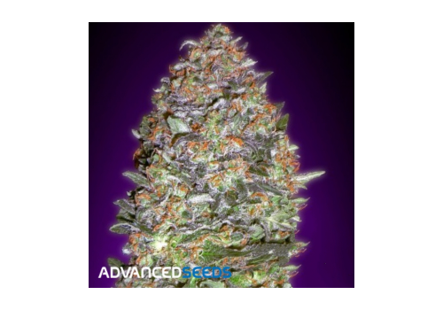 Advanced Seeds AUTO Jack Herer
