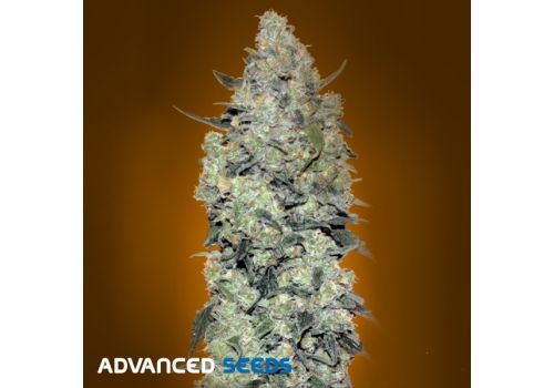 Advanced Seeds AUTO Critical Mass