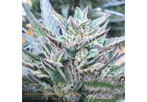 Aficionado French Connection Seeds Spyrock Special Hash Plant