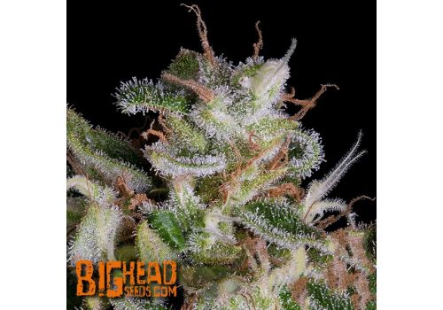 Big Head Seeds Alien Gorilla