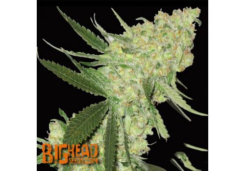 Big Head Seeds AUTO Big Stilton aka Big Cheese Auto