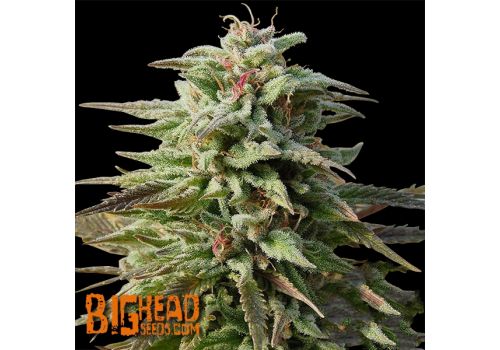 Big Head Seeds AUTO Trippy Gorilla