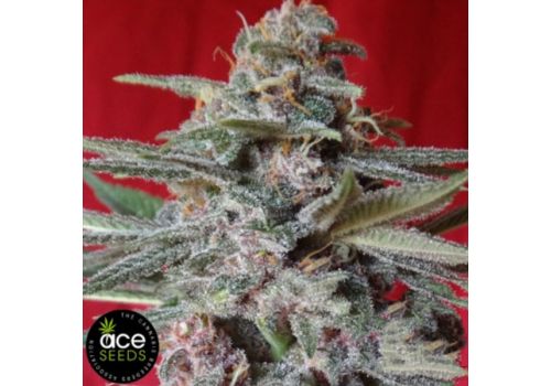 ACE Seeds Snow Moon