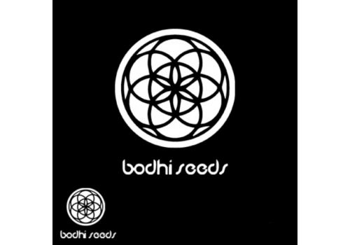 Bodhi Seeds Appalachian Super Skunk