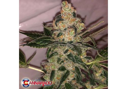 Cannarado Genetics Seeds Cookie Dough Sundae