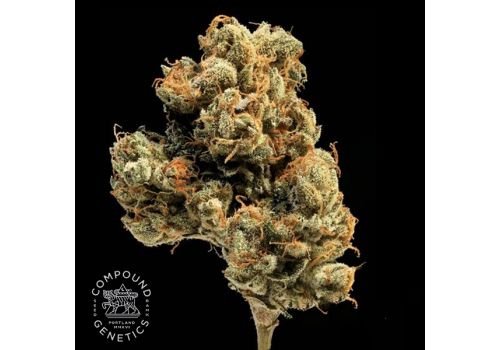 Compound Genetics Seeds Lemon Apricot