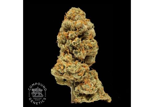 Compound Genetics Seeds Orange Apricot Bx1