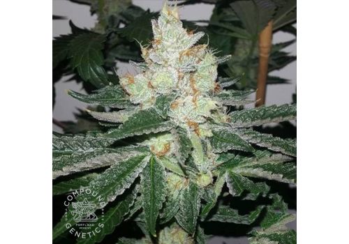 Compound Genetics Seeds Sour Apricot