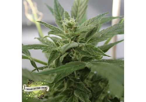 Cream of the Crop Seeds Bluetooth AUTO