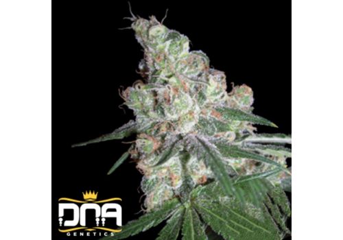 DNA Genetics Seeds Chocolope