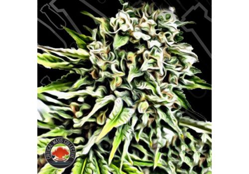 Critical Mass Collective AUTO Anonymass