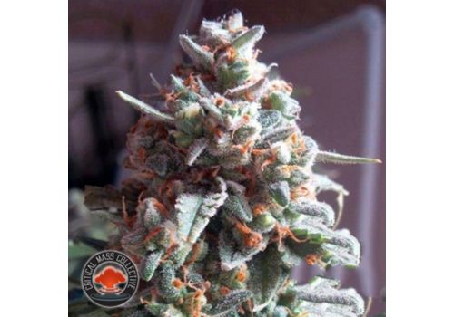 Critical Mass Collective AUTO Massassin