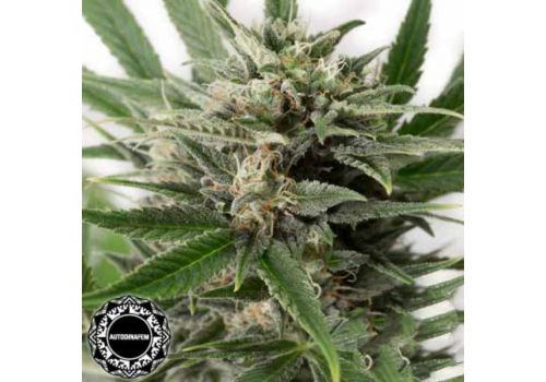 Dinafem Seeds Blue Amnesia XXL AUTO