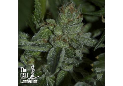 Cali Connection Seeds Buddha Tahoe OG