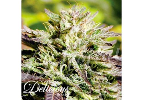 Delicious Seeds Caramelo Early Version