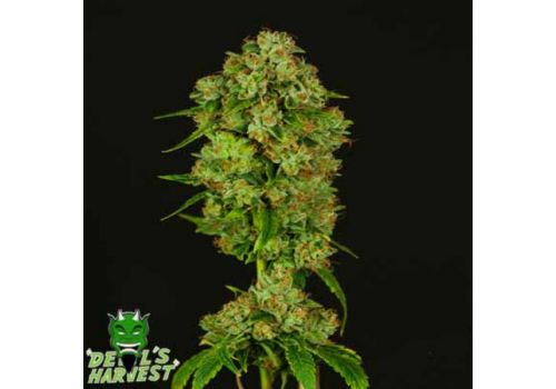 Devil's Harvest Seeds Casey Jones