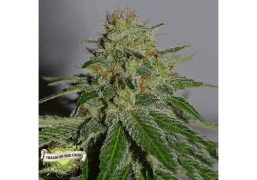 Cream of the Crop Seeds Crop Doctor