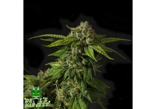 Devil's Harvest Seeds Khufu