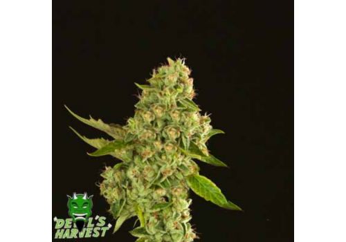 Devil's Harvest Seeds Kuchi