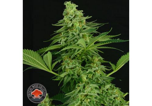 Critical Mass Collective Moonshine Mass