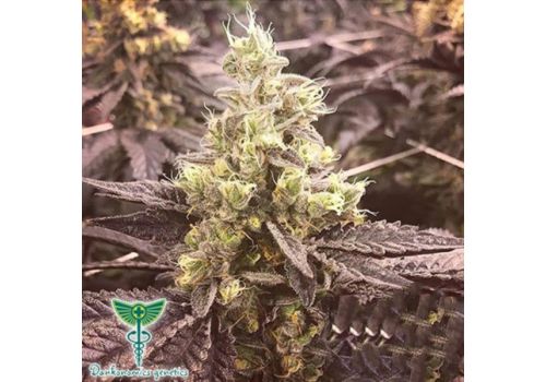 Dankonomics Genetics Seeds Banana Glue 4