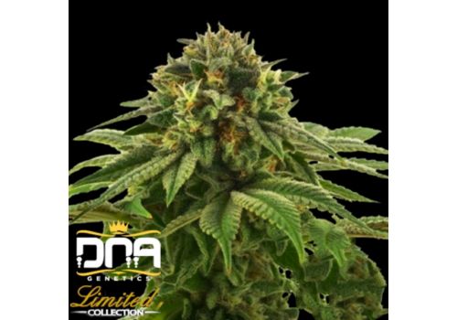 DNA Genetics Seeds Limited Collection Grape LA