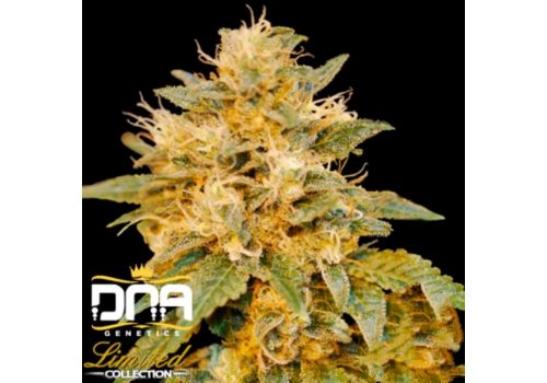 DNA Genetics Seeds Limited Collection SnowLand-Snowcap x LA