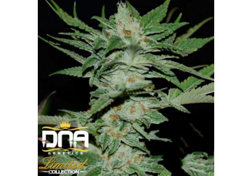 DNA Genetics Seeds Limited Collection Sour Krypt
