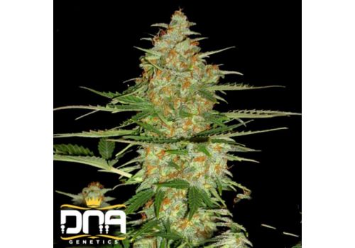 DNA Genetics Seeds 60 Day Wonder AUTOMATIC