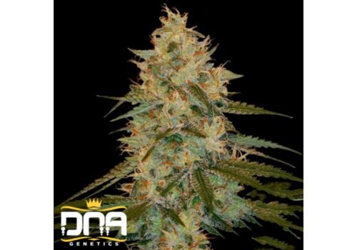 DNA Genetics Seeds Chocolope Kush
