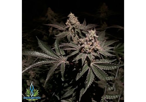 Exotic Genetix Seeds Gelato Mint