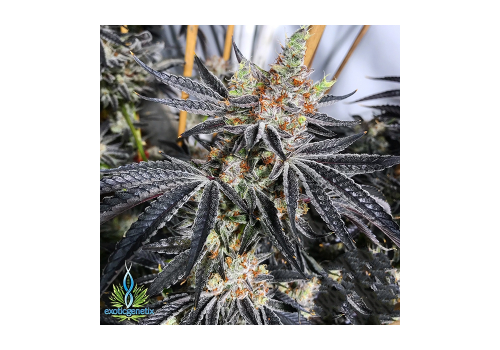 Exotic Genetix Seeds Grease Monkey