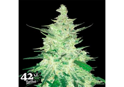 FastBuds Seeds CBD Auto 1:1 aka CBD CRACK