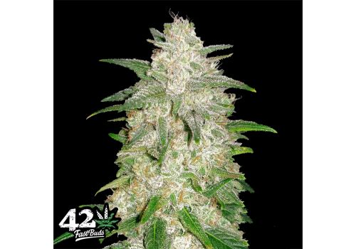 FastBuds Seeds Gelato AUTO