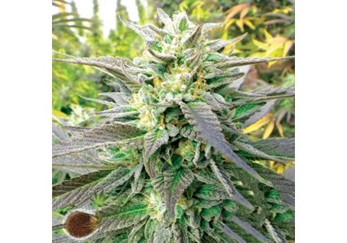 Emerald Triangle Seeds Blueberry Headband