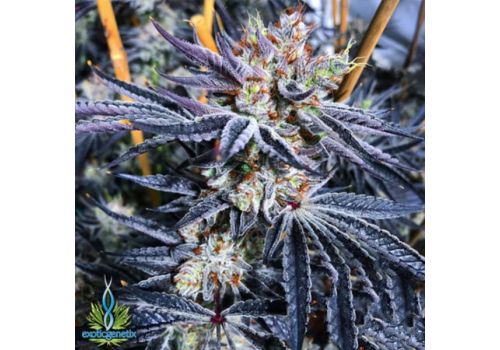 Exotic Genetix Seeds Monkey Mints